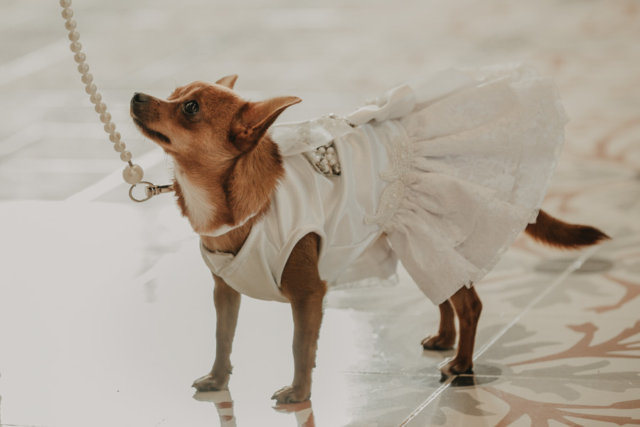 wedding chihuahua