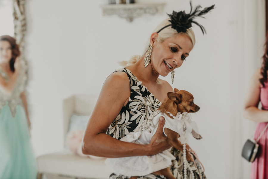 wedding chihuahua